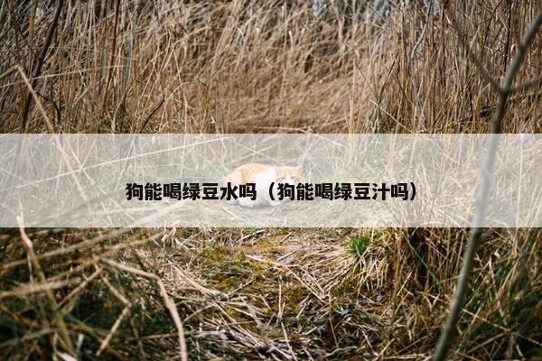 狗能喝绿豆水吗（狗能喝绿豆汁吗）