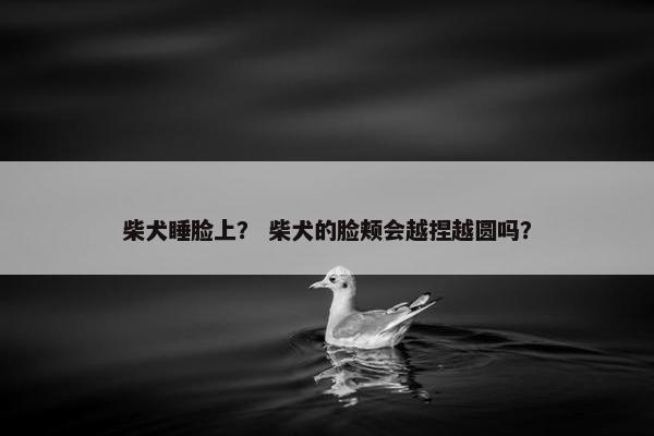 柴犬睡脸上？ 柴犬的脸颊会越捏越圆吗？