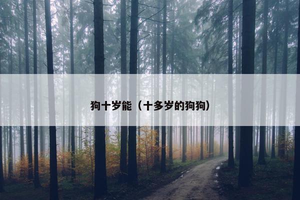 狗十岁能(十多岁的狗狗)