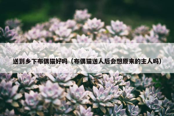 送到乡下布偶猫好吗（布偶猫送人后会想原来的主人吗）