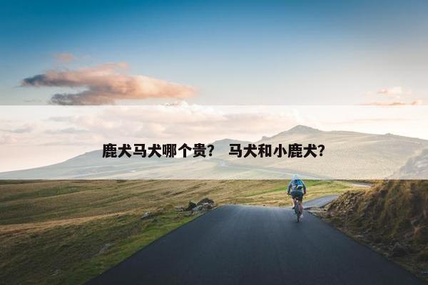 鹿犬马犬哪个贵？ 马犬和小鹿犬？