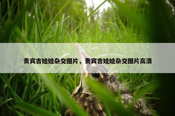 贵宾吉娃娃杂交图片，贵宾吉娃娃杂交图片高清