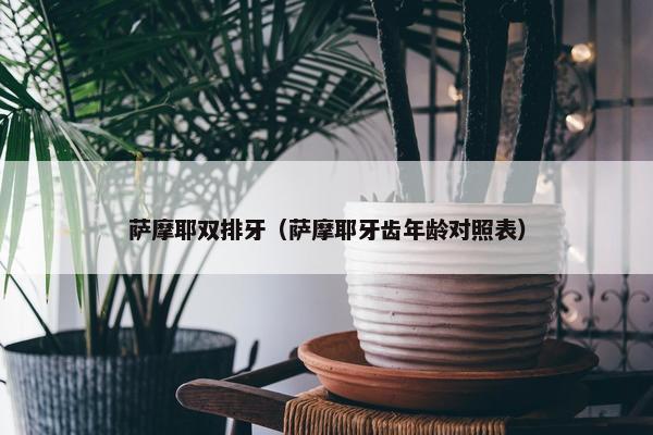 萨摩耶双排牙（萨摩耶牙齿年龄对照表）