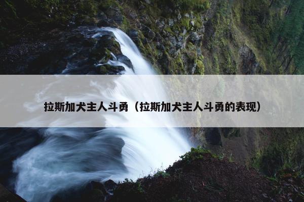 拉斯加犬主人斗勇（拉斯加犬主人斗勇的表现）