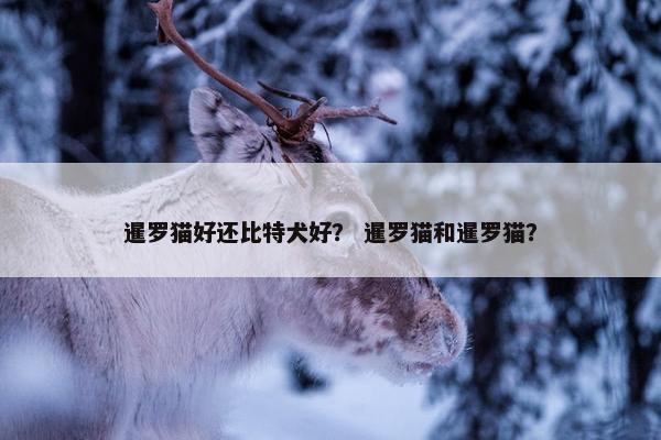 暹罗猫好还比特犬好？ 暹罗猫和暹罗猫？