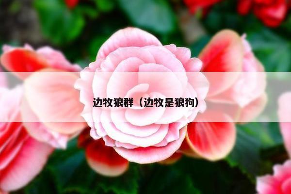 嚎叫