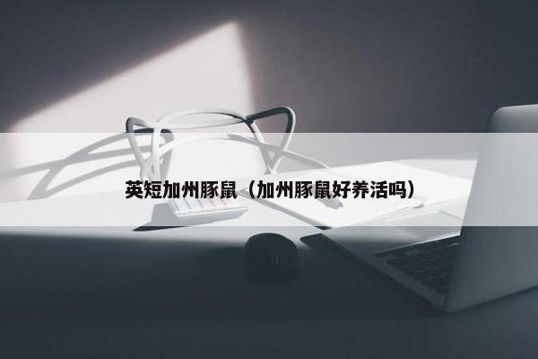 荷兰猪