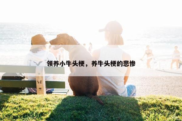 领养小牛头梗，养牛头梗的悲惨