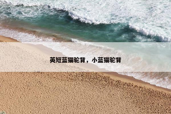 英短蓝猫驼背，小蓝猫驼背