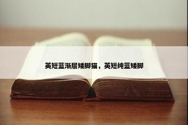 英短蓝渐层矮脚猫,英短纯蓝矮脚