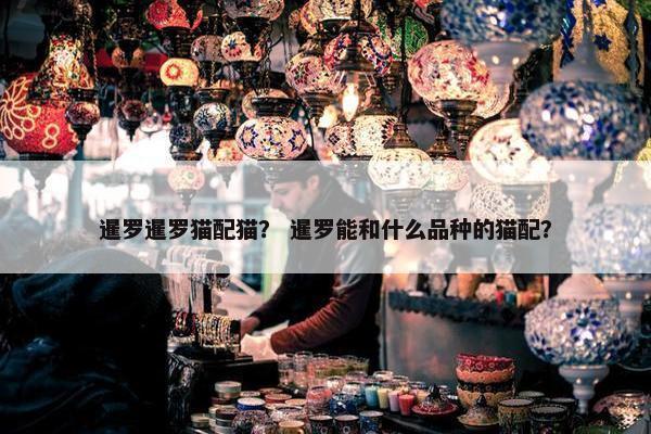 暹罗暹罗猫配猫？ 暹罗能和什么品种的猫配？