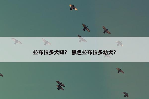 拉布拉多犬知? 黑色拉布拉多幼犬?