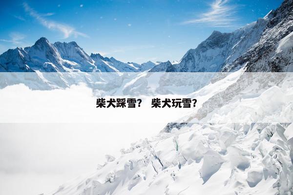 柴犬踩雪？ 柴犬玩雪？