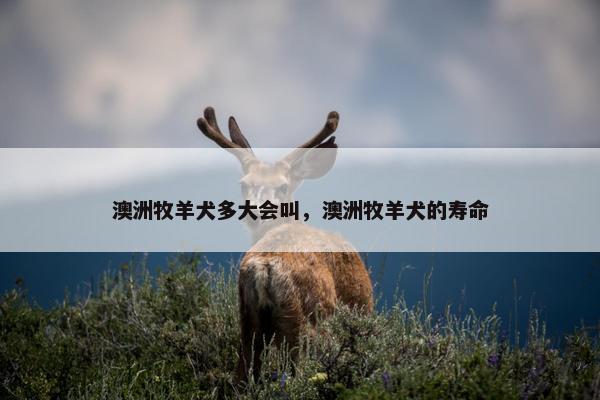 澳洲牧羊犬多大会叫，澳洲牧羊犬的寿命