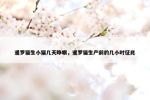 暹罗猫生小猫几天睁眼，暹罗猫生产前的几小时征兆