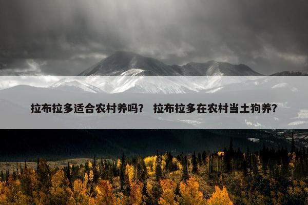 拉布拉多适合农村养吗？ 拉布拉多在农村当土狗养？