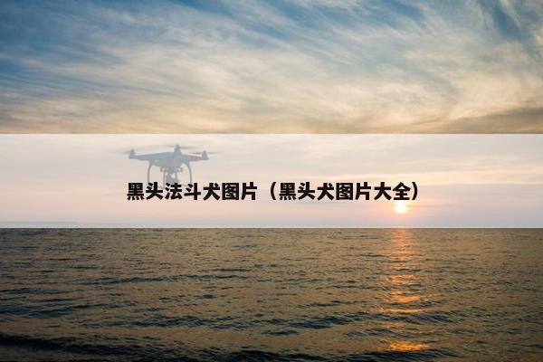 黑头法斗犬图片(黑头犬图片大全)