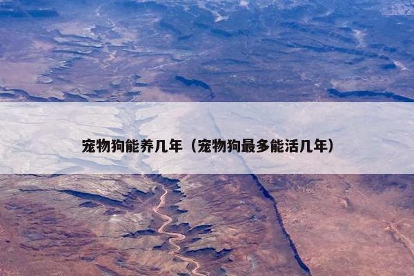 宠物狗能养几年(宠物狗最多能活几年)
