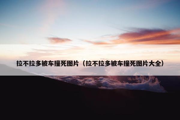 拉不拉多被车撞死图片（拉不拉多被车撞死图片大全）