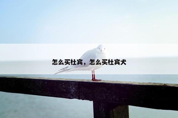 怎么买杜宾，怎么买杜宾犬