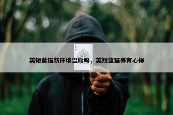 英短蓝猫新环境温顺吗，英短蓝猫养育心得