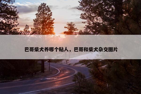 巴哥柴犬养哪个粘人，巴哥和柴犬杂交图片