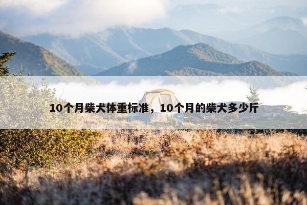 10个月柴犬体重标准，10个月的柴犬多少斤