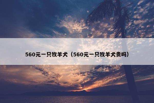 560元一只牧羊犬（560元一只牧羊犬贵吗）