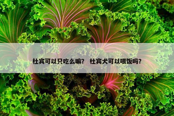 杜宾可以只吃么嘛？ 杜宾犬可以喂饭吗？