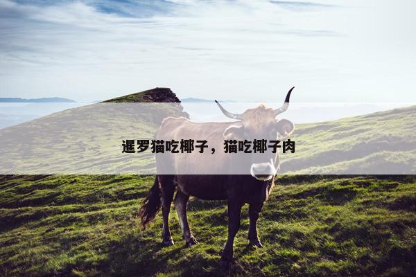 暹罗猫吃椰子，猫吃椰子肉