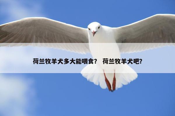 荷兰牧羊犬多大能喂食？ 荷兰牧羊犬吧？
