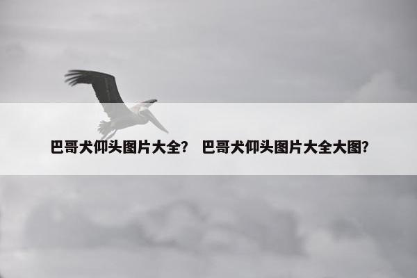 巴哥犬仰头图片大全？ 巴哥犬仰头图片大全大图？