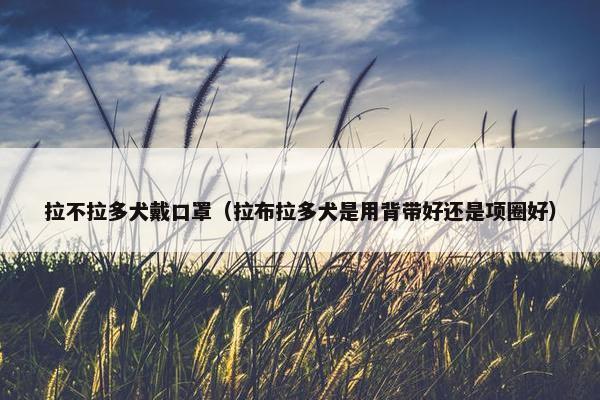 拉不拉多犬戴口罩(拉布拉多犬是用背带好还是项圈好)