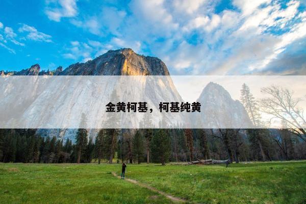 金黄柯基，柯基纯黄