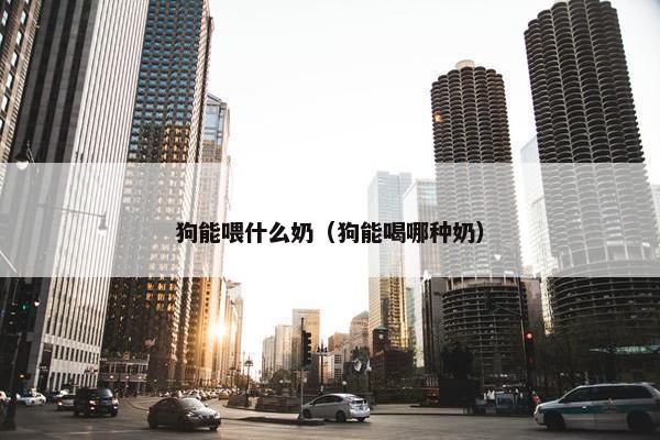狗能喂什么奶（狗能喝哪种奶）