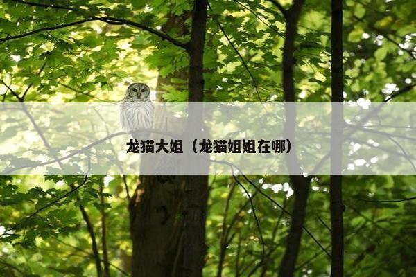 龙猫大姐(龙猫姐姐在哪)