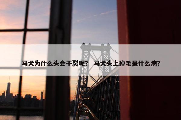 马犬为什么头会干裂呢？ 马犬头上掉毛是什么病？