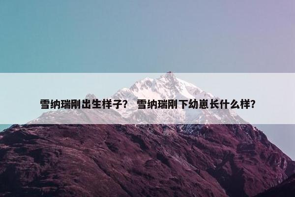 雪纳瑞刚出生样子？ 雪纳瑞刚下幼崽长什么样？