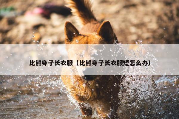 比熊身子长衣服（比熊身子长衣服短怎么办）