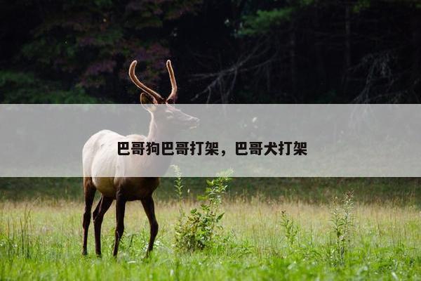 巴哥狗巴哥打架，巴哥犬打架