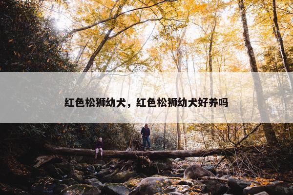 红色松狮幼犬，红色松狮幼犬好养吗