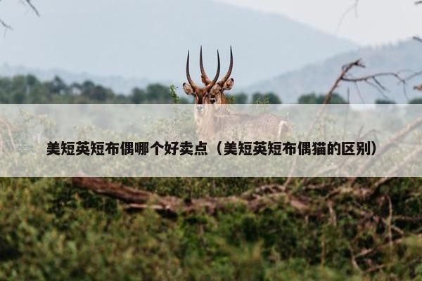 美短英短布偶哪个好卖点（美短英短布偶猫的区别）