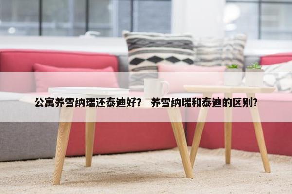 公寓养雪纳瑞还泰迪好？ 养雪纳瑞和泰迪的区别？