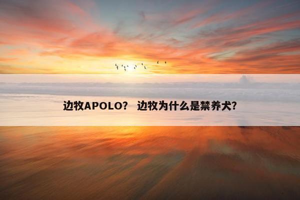 边牧APOLO? 边牧为什么是禁养犬?