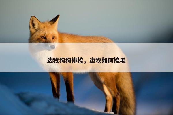 边牧狗狗排梳，边牧如何梳毛