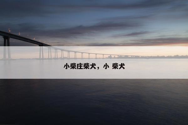 小柴庄柴犬，小 柴犬