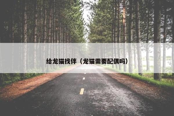 给龙猫找伴（龙猫需要配偶吗）