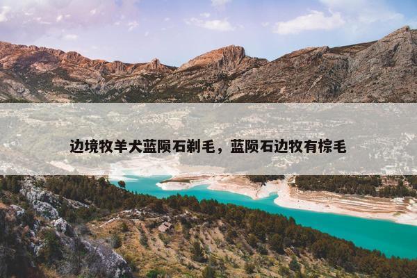 边境牧羊犬蓝陨石剃毛，蓝陨石边牧有棕毛