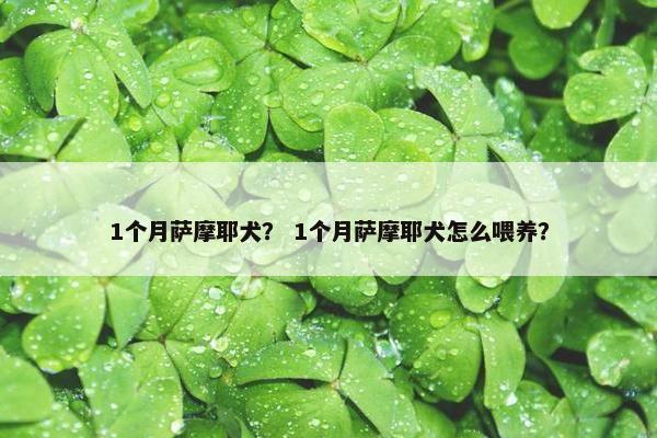 1个月萨摩耶犬？ 1个月萨摩耶犬怎么喂养？