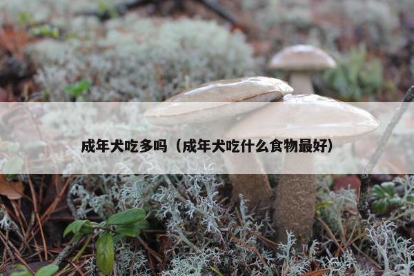 成年犬吃多吗(成年犬吃什么食物最好)